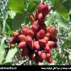 برداشت و فرآوری ۲۲۰ هکتار باغ پسته